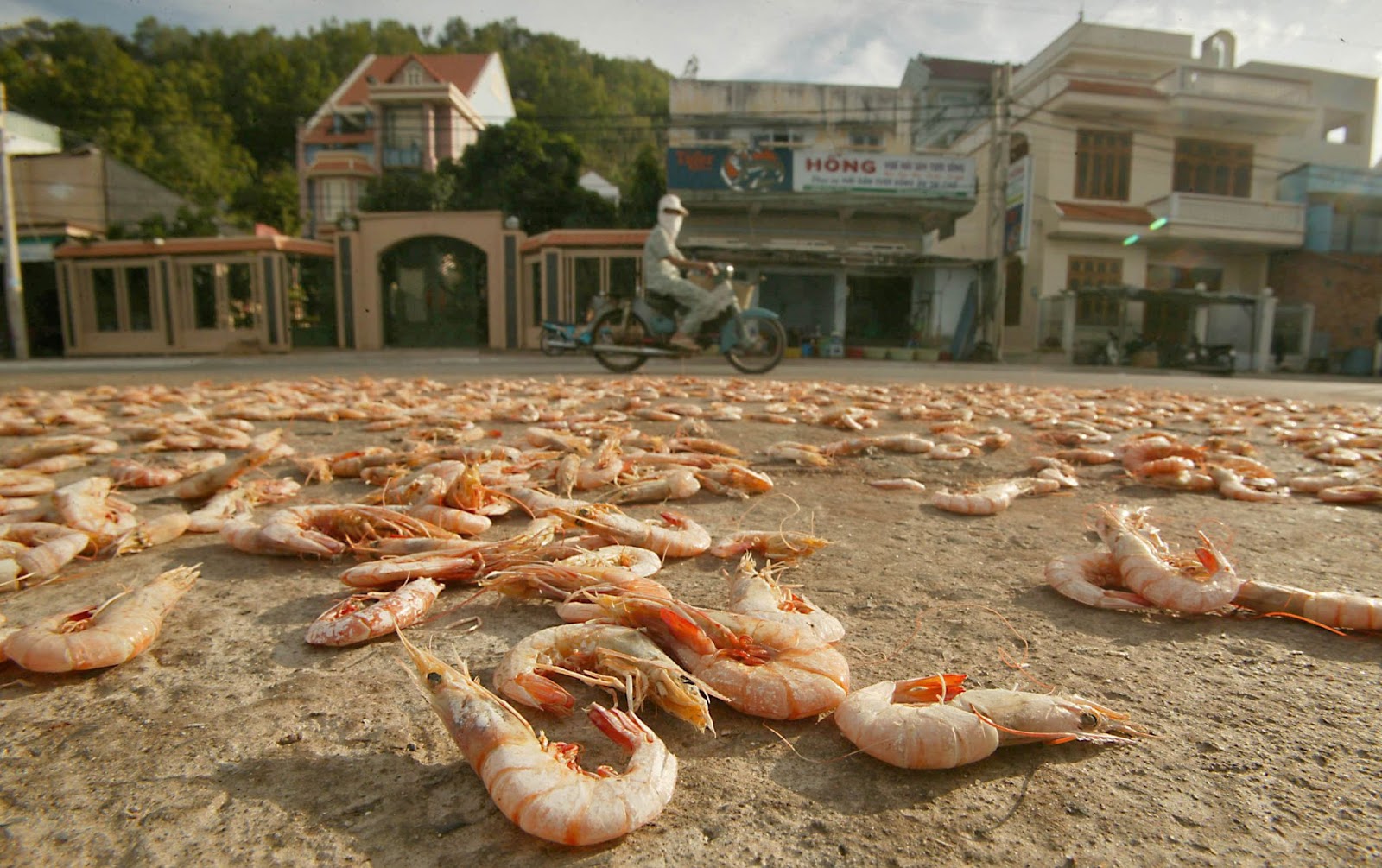 Gambas recién pescadas esparcidas por una acera para que se sequen. | Fuente: Getty Images