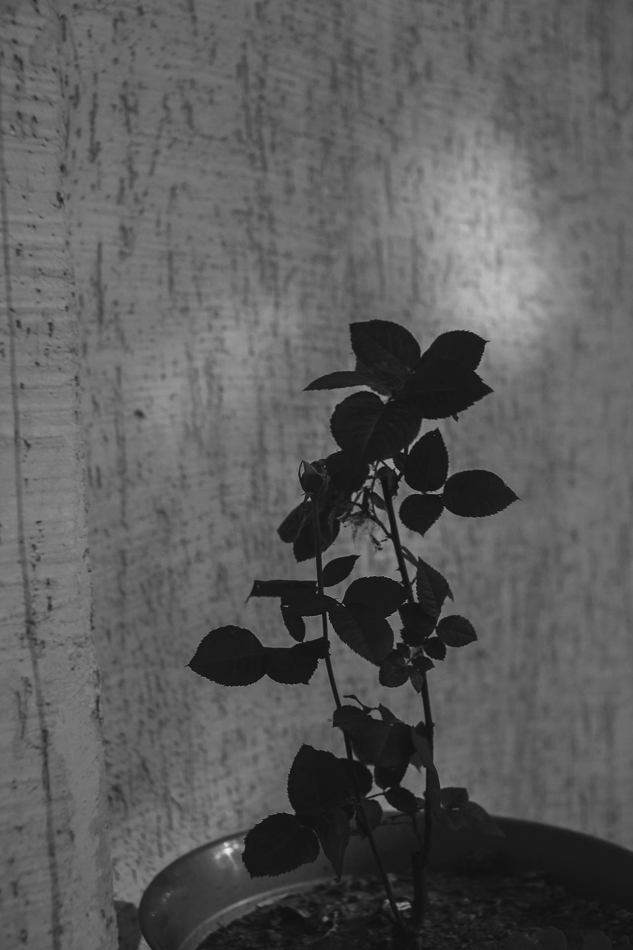 Toma en escala de grises de un rosal en maceta | Fuente: Pexels
