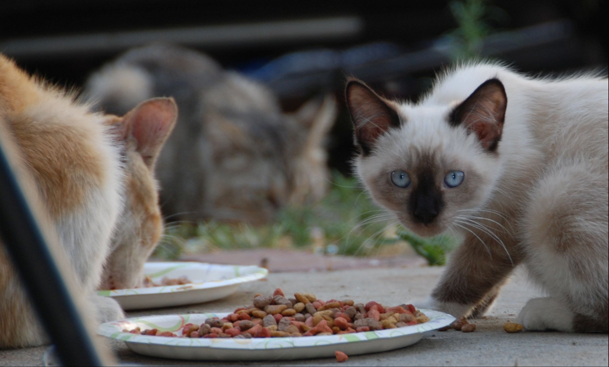 Gatos alimentándose | Imagen: Flickr