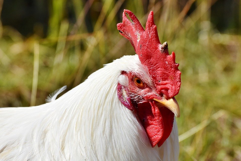 Imagen de un pollo de granja. | Foto: Pixabay