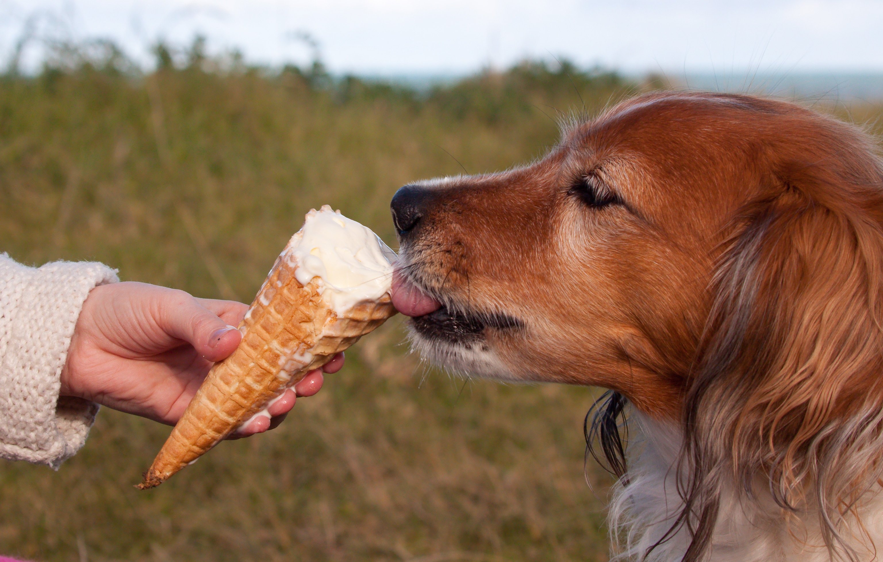 Perro collie lamiendo un helado. | Foto: Shutterstock