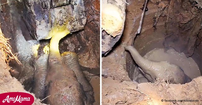 Video muestra el rescate de un elefante bebé atrapado en hoyo de barro mientras su madre pide ayuda