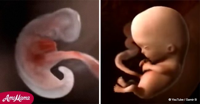 Nueve meses en el vientre captados en increíble video