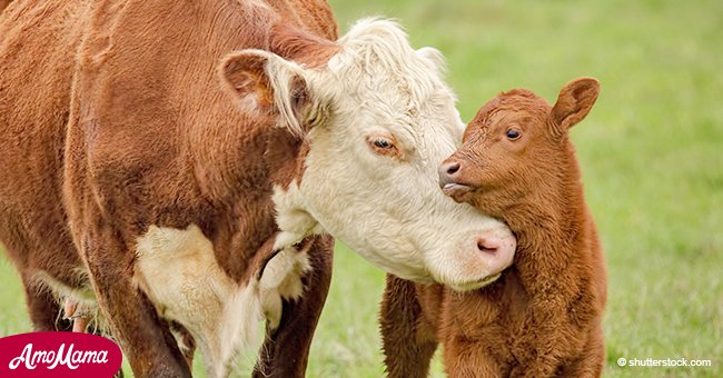 Vaca mamá está desesperada tras perder a su cría y tiene una preciosa reacción al hallarlo