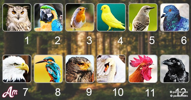 ¡Cada mes tiene su propia ave! Descubre cuál es la tuya y su mensaje para tí #LoMásInteresanteDel2018
