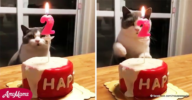 Le cantaron el feliz cumpleaños a su gato, pero no esperaban su educada reacción