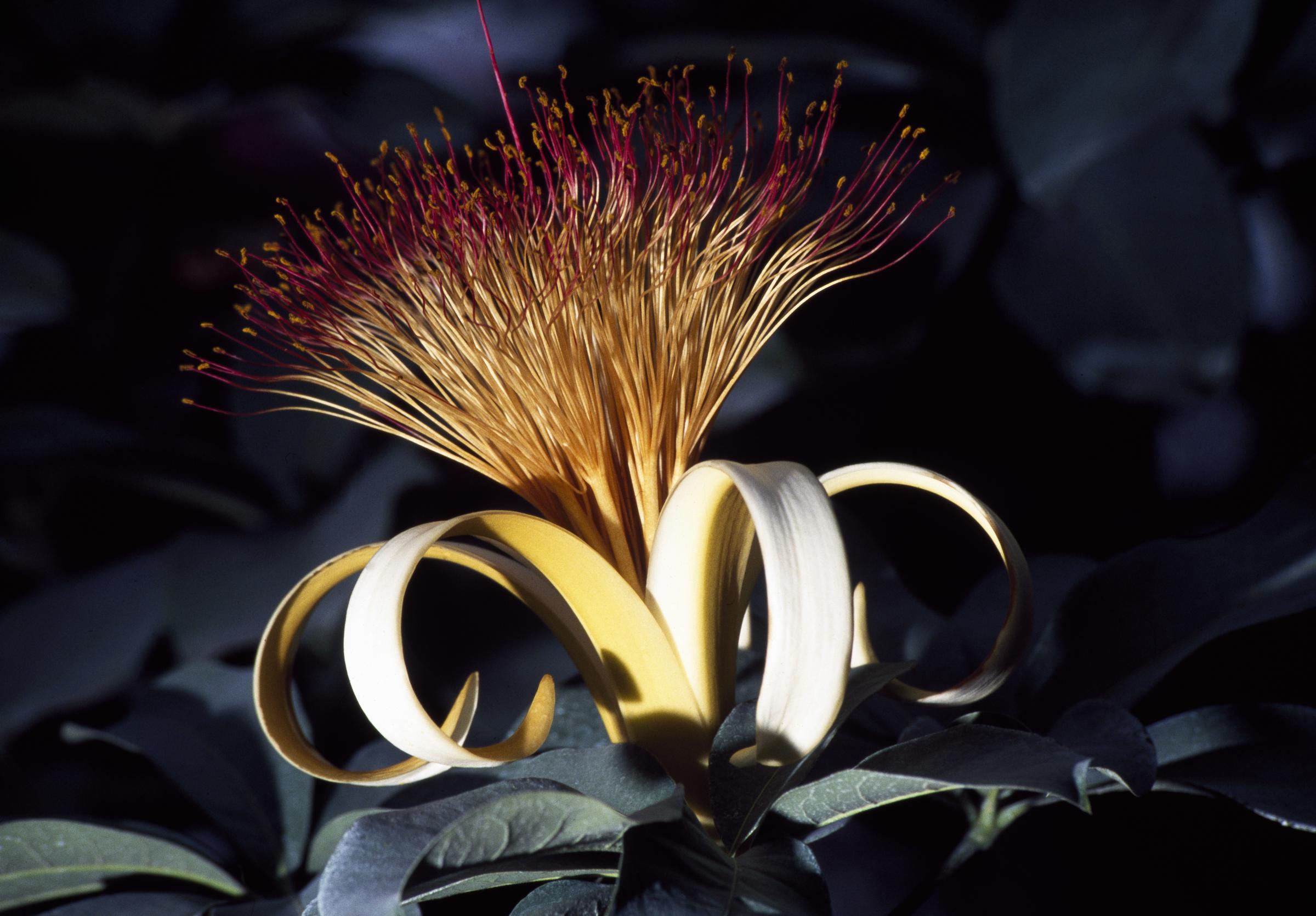 Una flor de árbol del dinero | Fuente: Getty Images