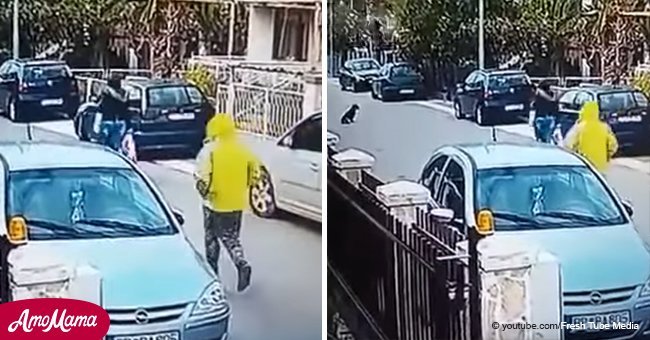 Perro callejero salva a una mujer indefensa de ser robada por un bandido en la calle