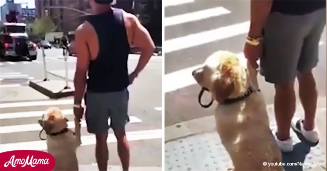 Dulce momento en que perro toma la mano del dueño para cruzar la calle fue capturado en video