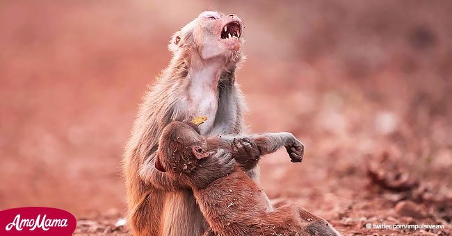 La historia detrás de la foto de una mamá mono llorando por su bebé ha sido revelada