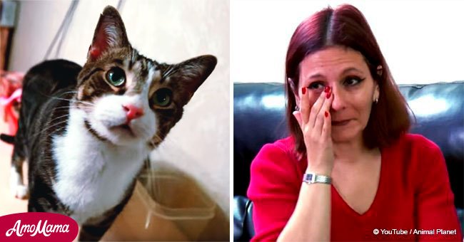Gato frenético arrastra a mamá a alcoba de hija, y salva su vida de morir asfixiada