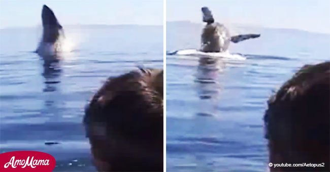 Familia corre a salvar a ballena atrapada y ella les agradece de manera espectacular (video)