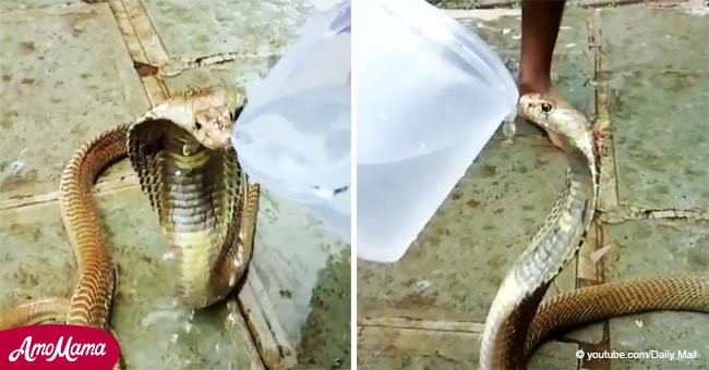 Serpiente venenosa tomó agua de la mano de un hombre sin atacarlo