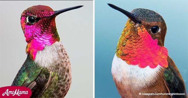 Sorprendentes fotos de colibríes son tan hermosas que no creerás que son reales