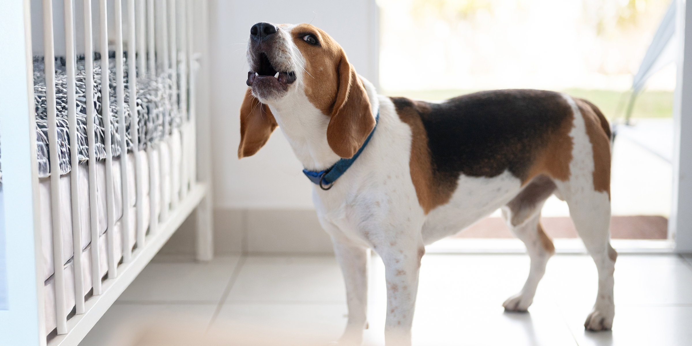 Un perro ladrando a una cuna | Fuente: Shutterstock