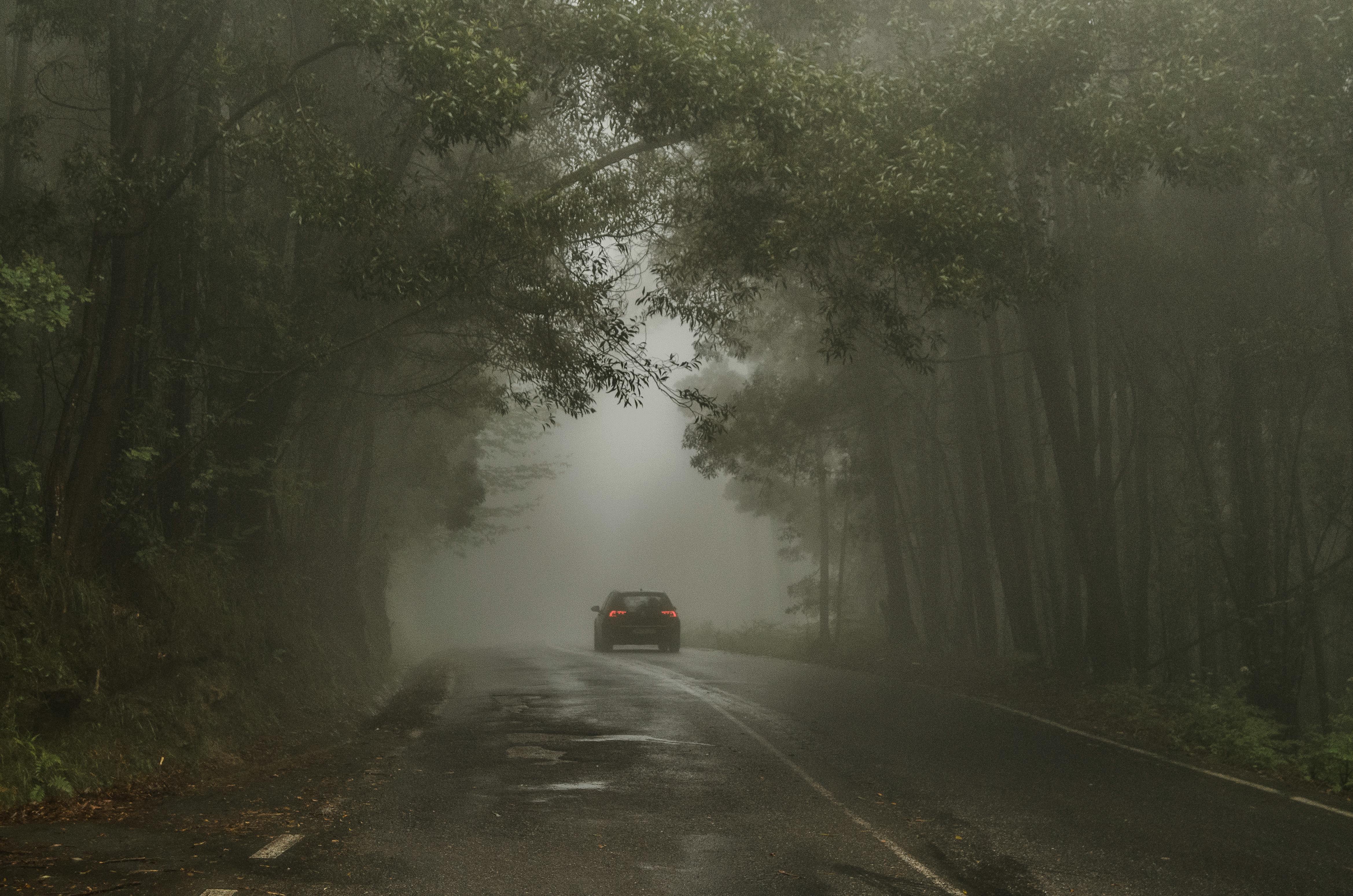 Automóvil atravesando un bosque tormentoso | Foto: Pexels