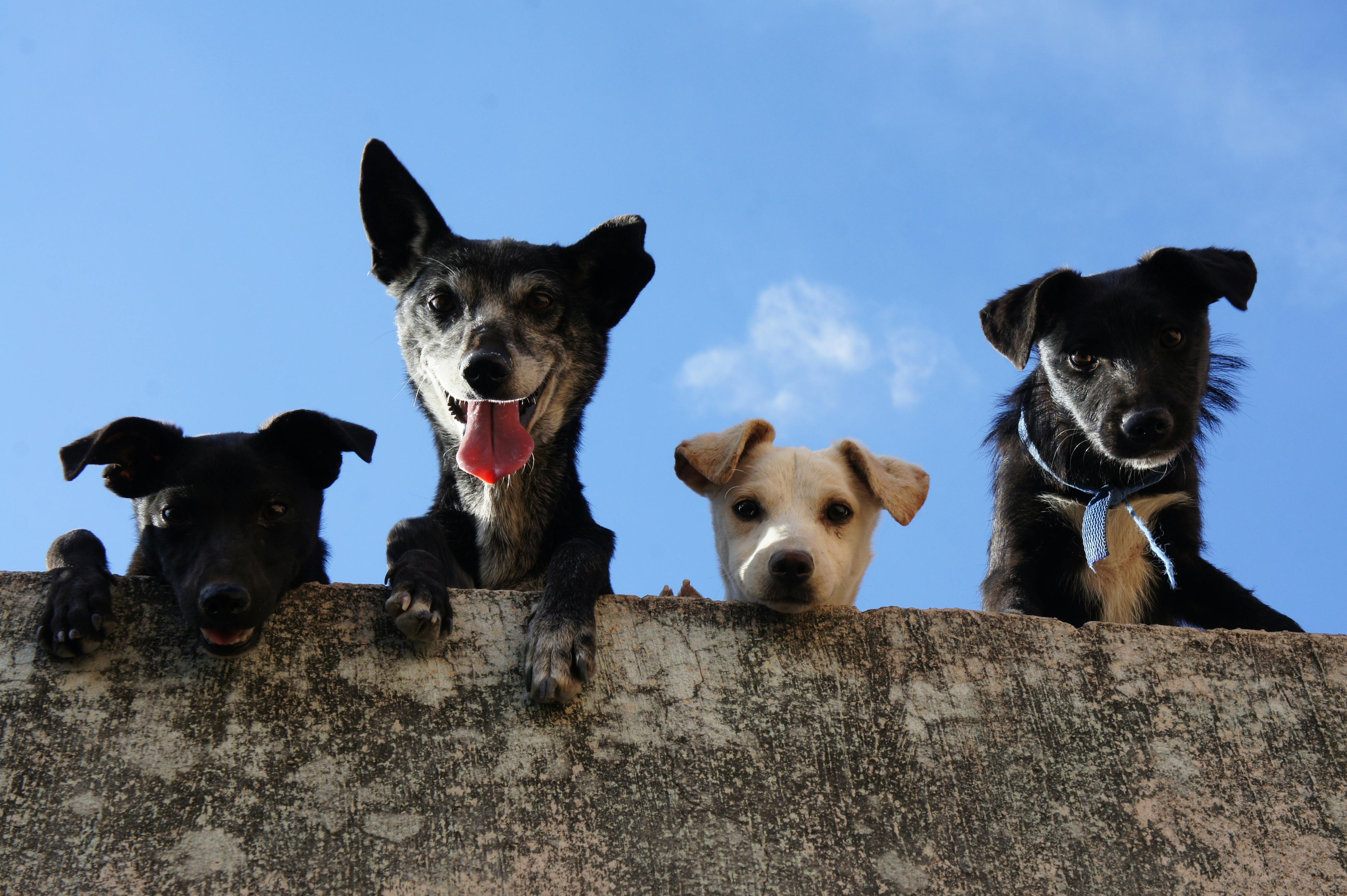 Cuatro perros mirando hacia abajo | Fuente: Pexels