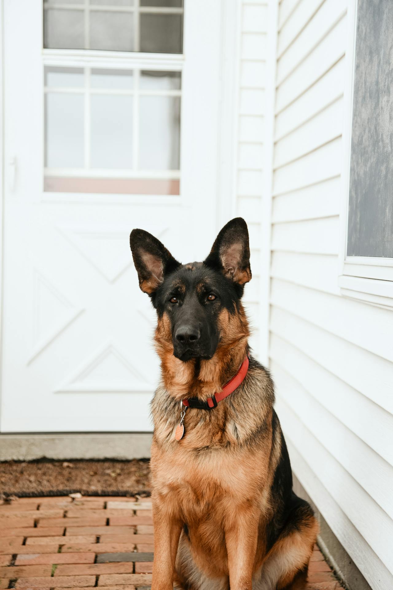 Un perro ansioso sentado junto a la puerta y vigilando | Fuente: Pexels