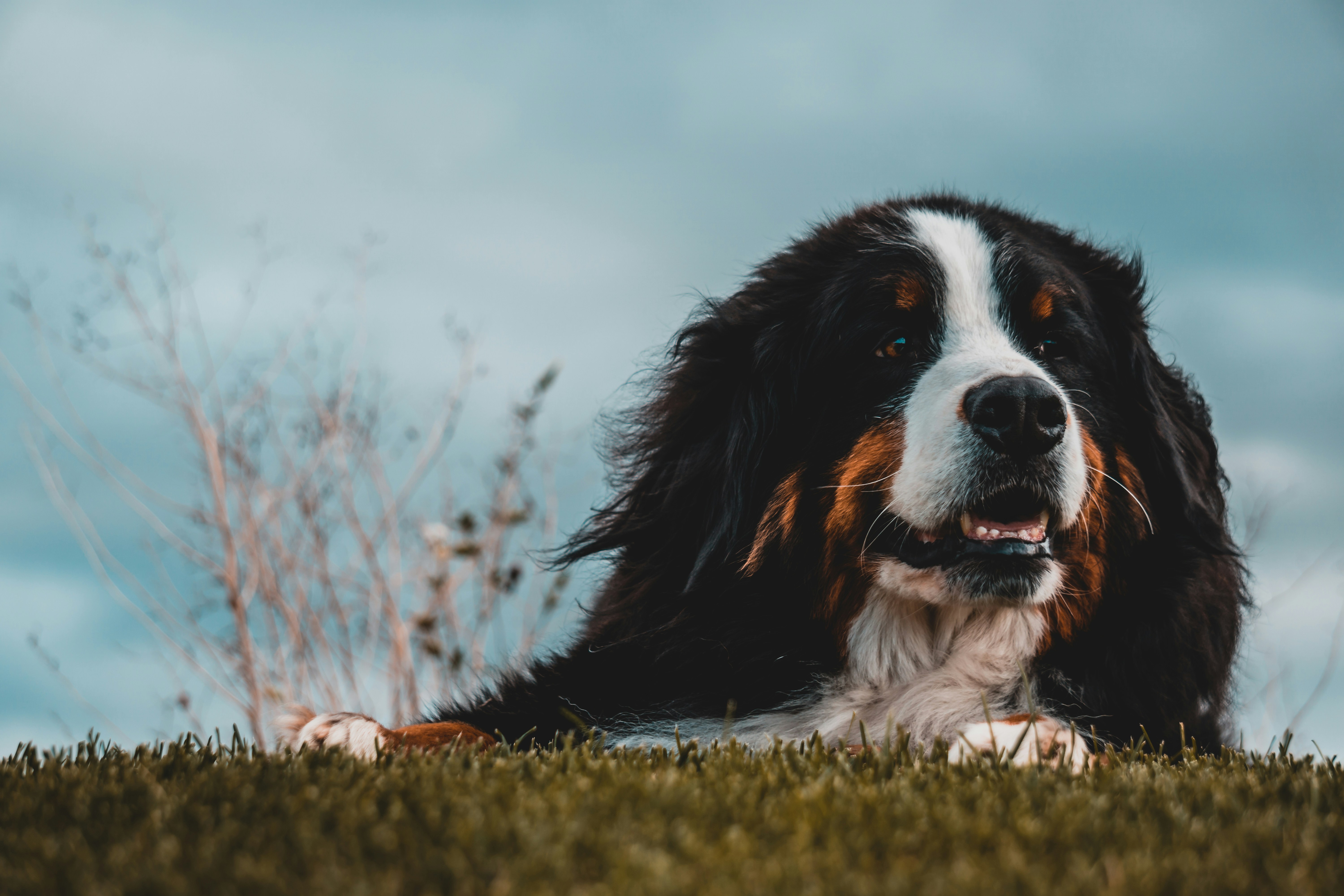 Un lindo perro | Fuente: Unsplash