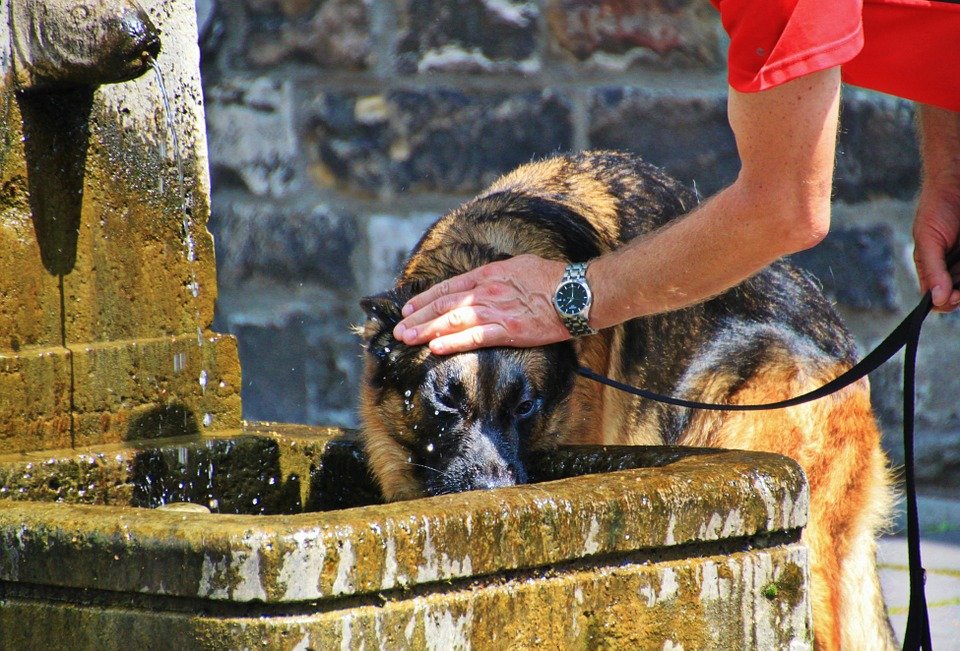 Perro refrescandose| Foto: Pixabay