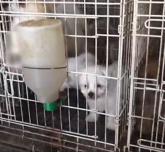 Algunos de los perros hallados estaban encerrados en jaulas para conejos. | Foto: YouTube/Guardia Civil