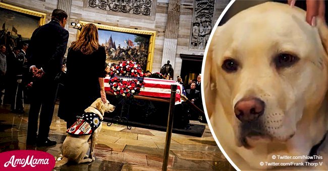 Graban a Sully, el perro de George H. W. Bush, 'velando' el ataúd durante ceremonia