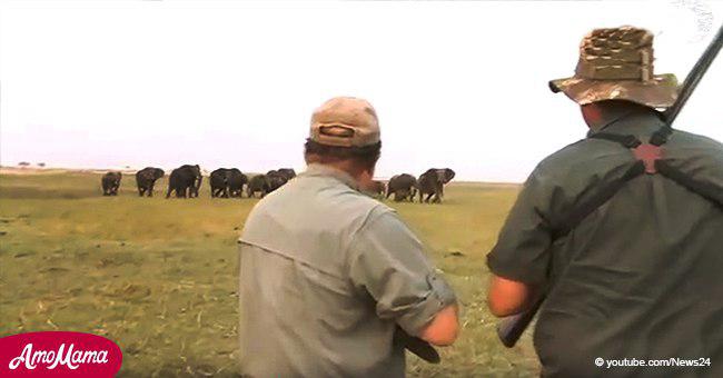 Elefantes cargan furiosos contra cazadores que dispararon a uno de ellos en estremecedor video