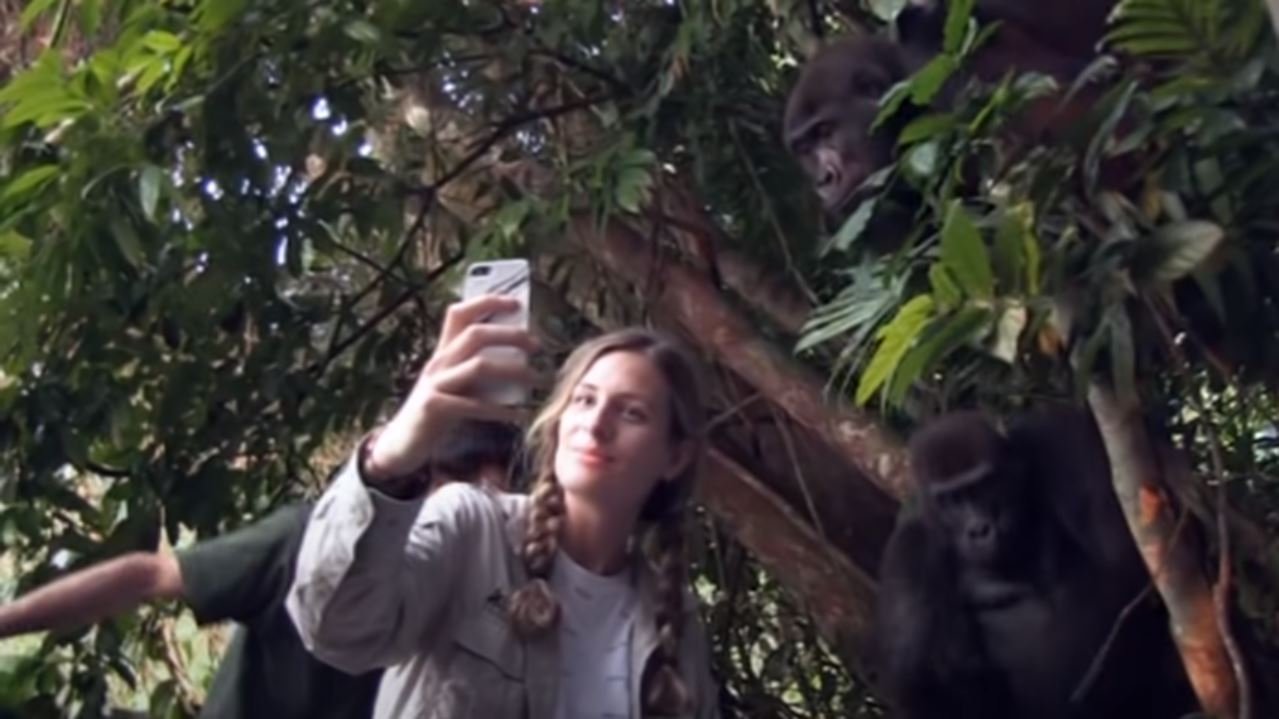 Tansy Aspinall tomando una selfie junto a dos gorilas. | Foto: Captura de Youtube/TheAspinallFoundation