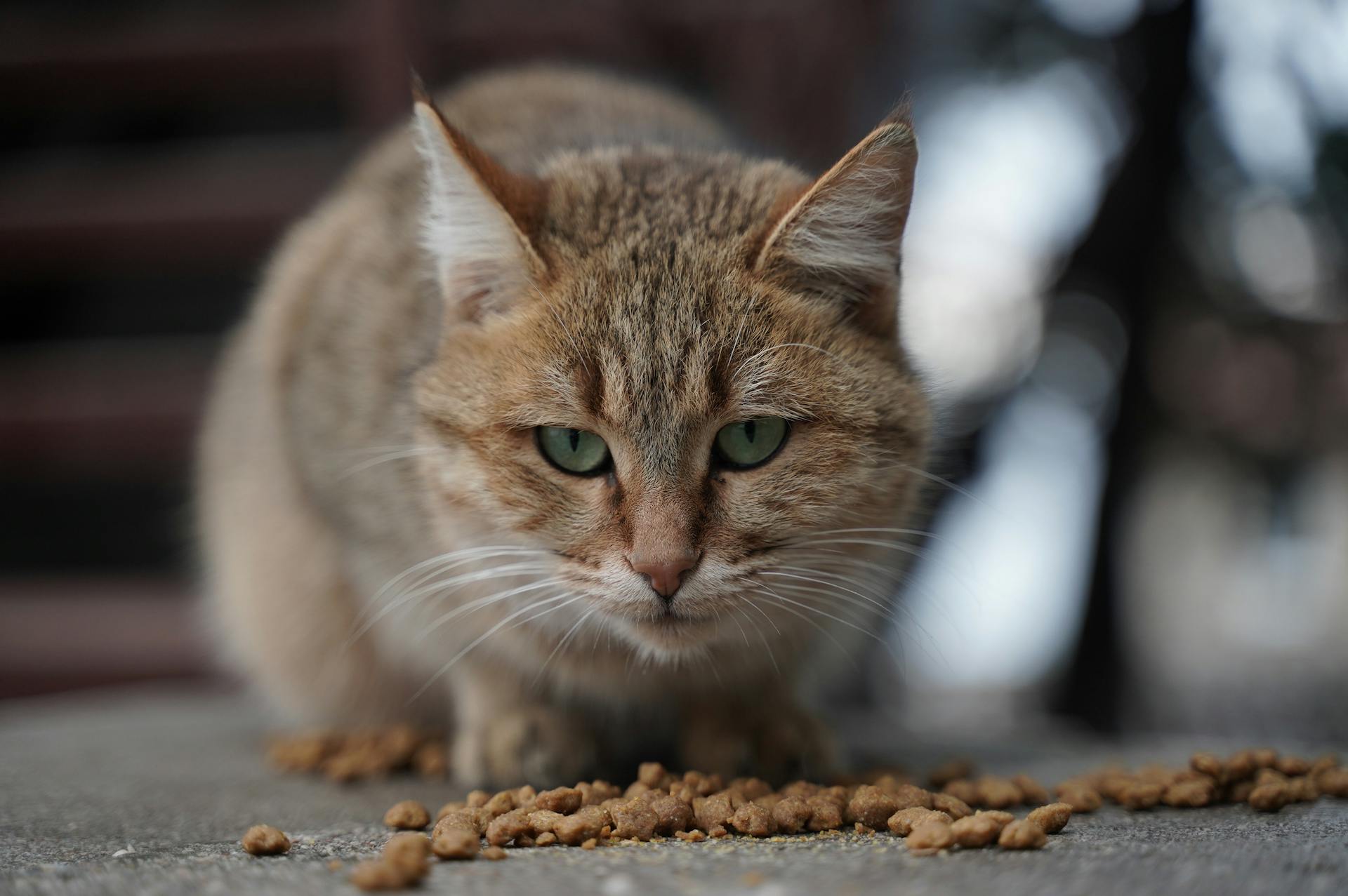 Una foto ravvicinata di un gatto | Fonte: Pexels