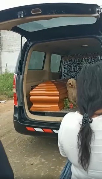 Bumer en el coche fúnebre junto a su dueña. | Foto: Facebook/FunerariaysaladevelacionessantaRosa2017
