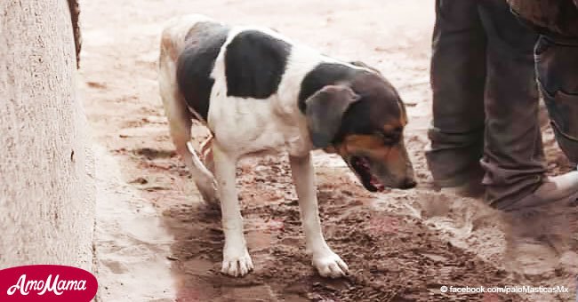 Rescatistas siguieron el llamado del cachorro y hallaron a ocho personas cubiertas de ceniza