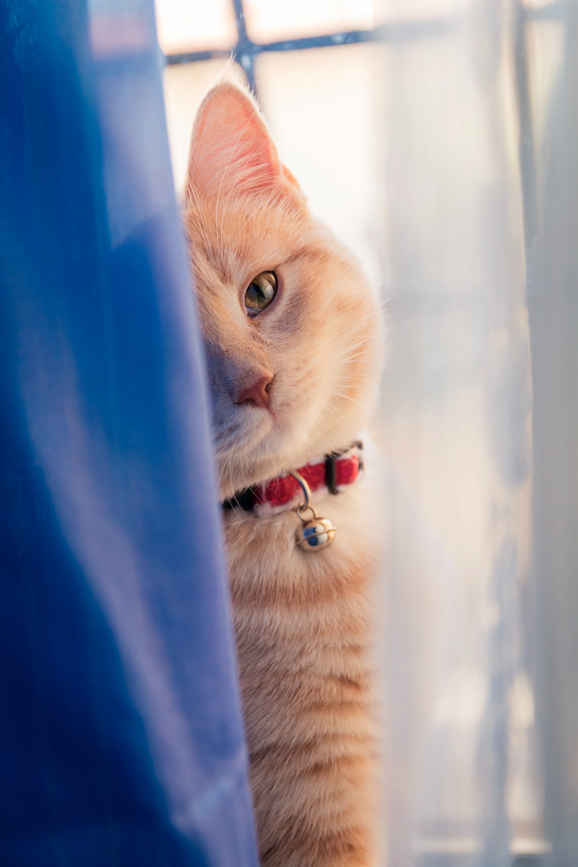 Un gato sentado detrás de una cortina | Fuente: Pexels