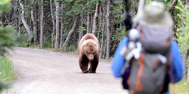 Un oso y un hombre se encuentran de frente. | Foto: National Park Service