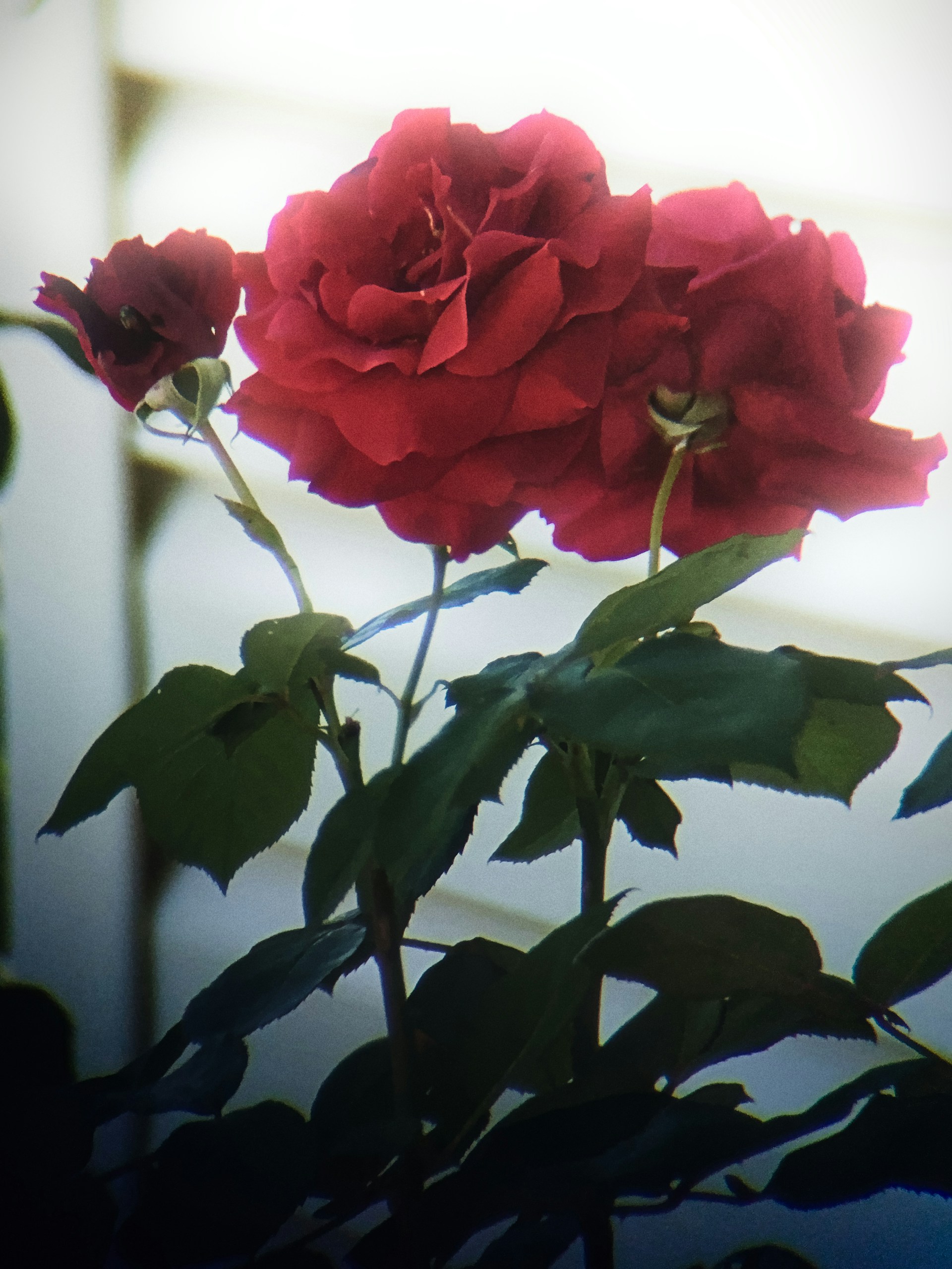 Primer plano de rosas carmesí en flor | Fuente: Unsplash