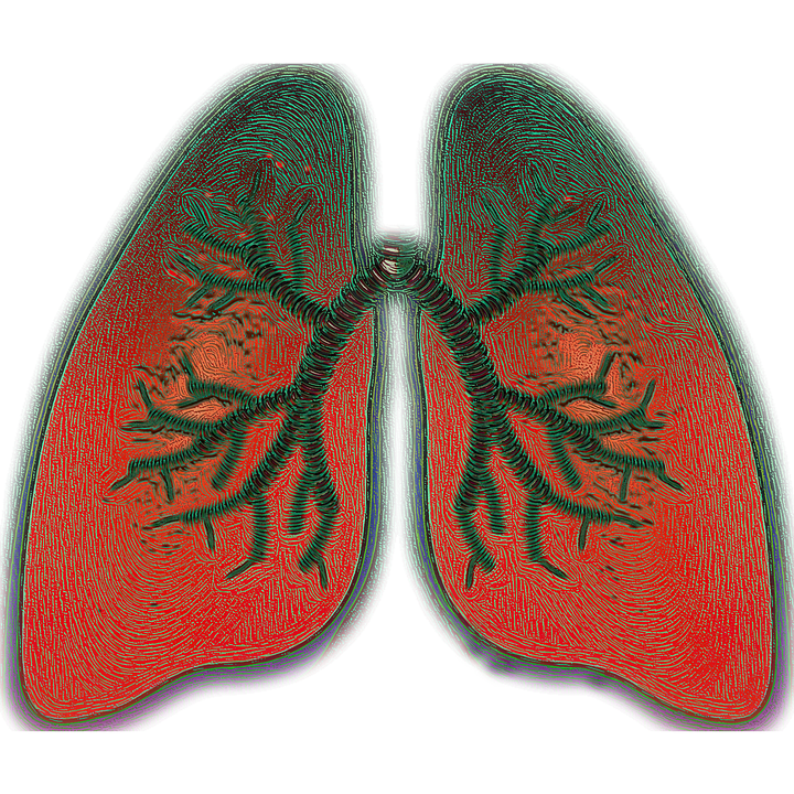 Pulmones humanos. | Foto: Pixabay