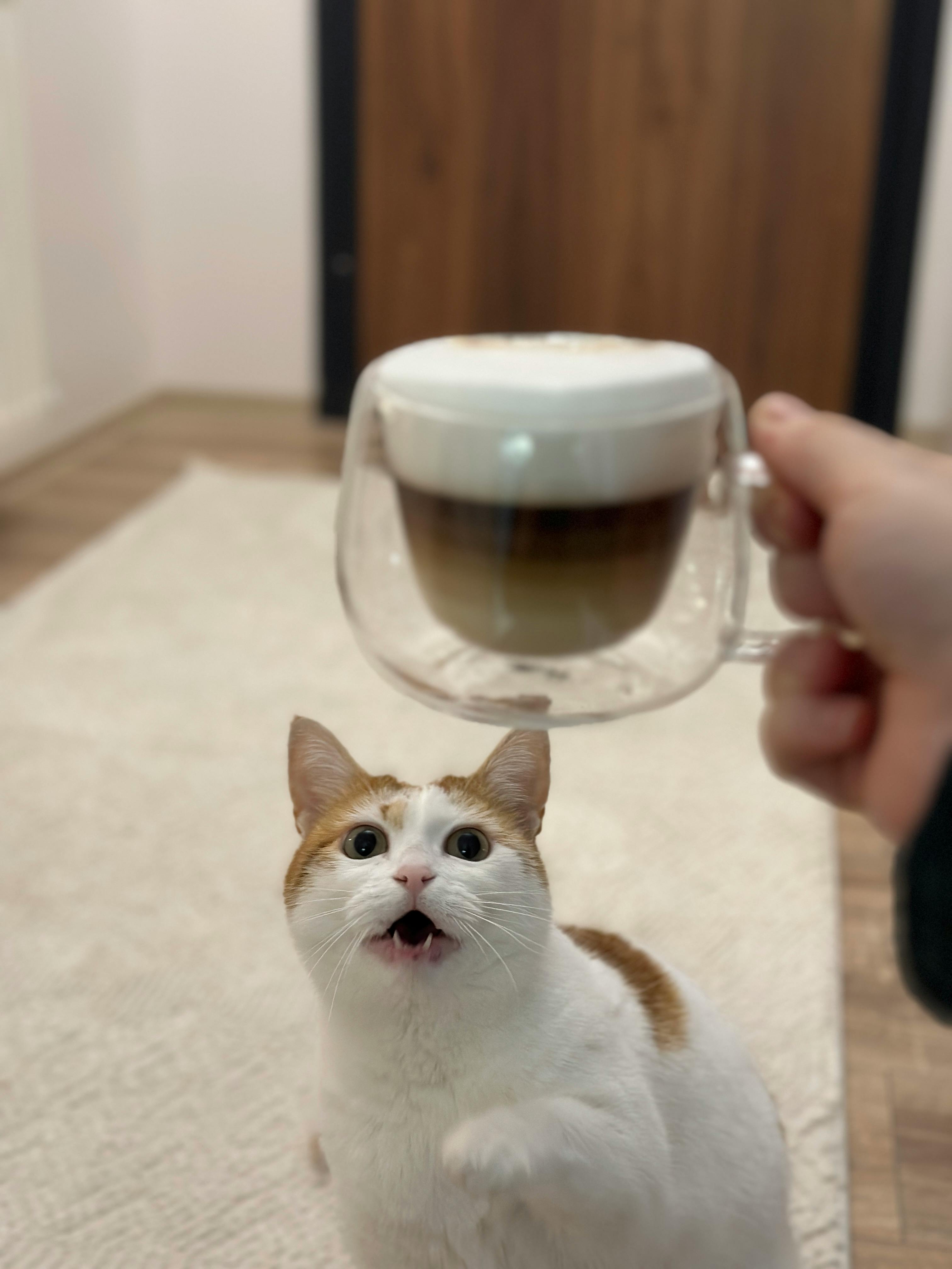 Un gatito blanco y una taza de café | Fuente: Pexels