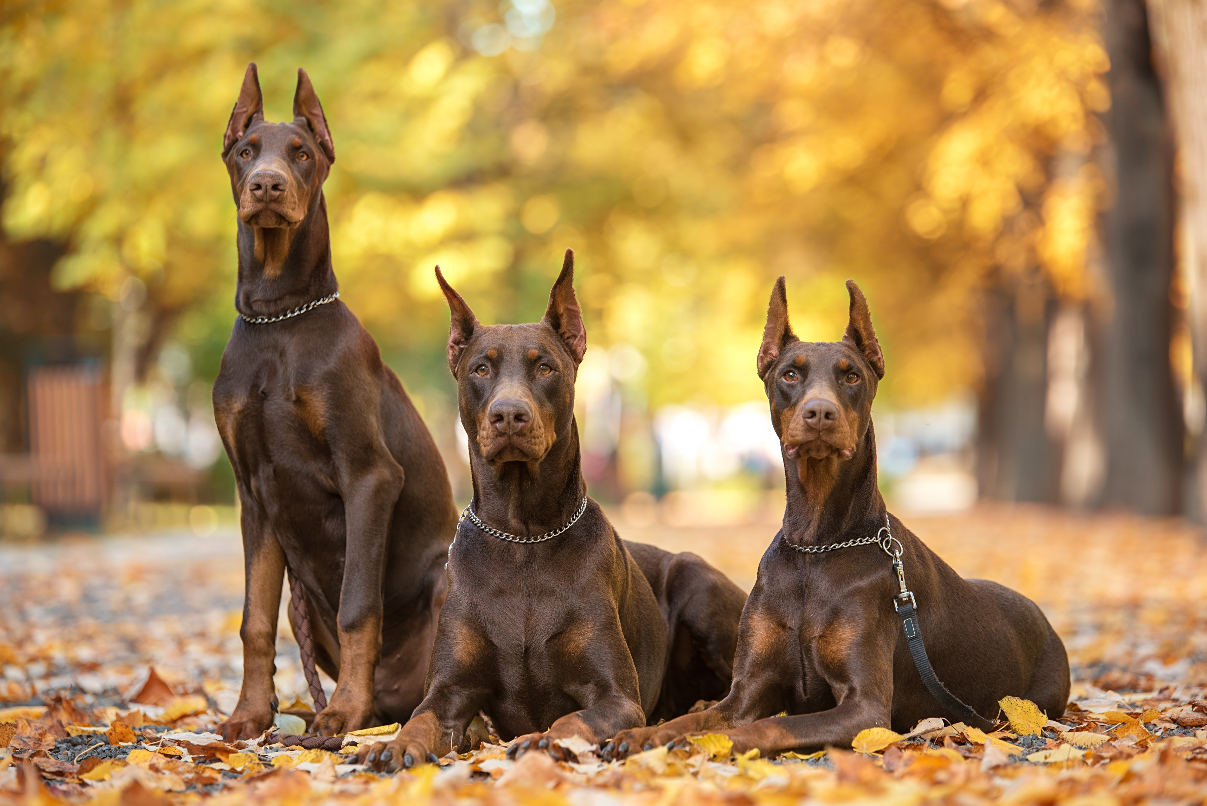 Tres dobermans sentados en un parque. | Foto: Shutterstock