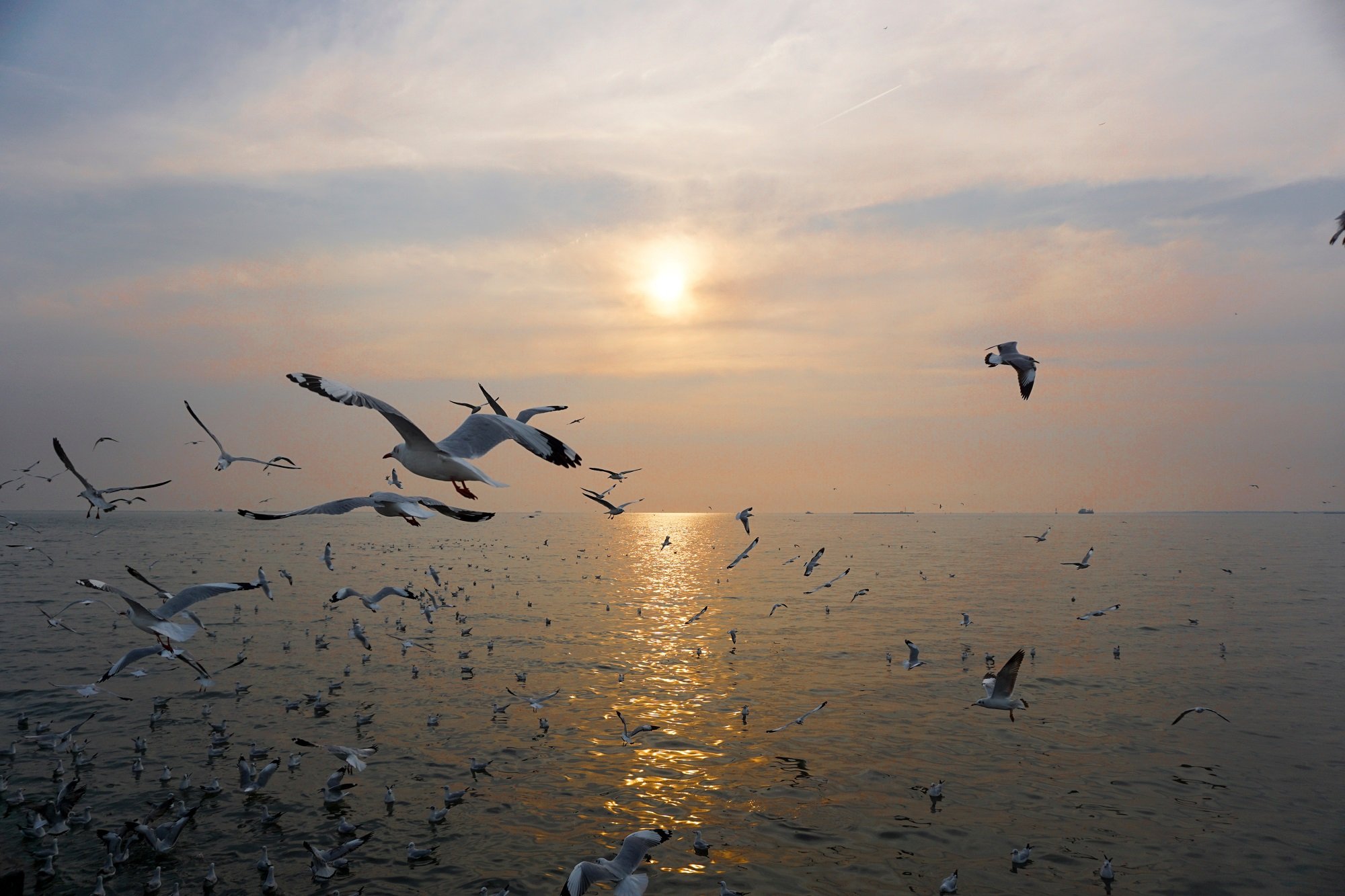 Gran bandada de gaviotas sobrevolando el mar. | Foto: Shutterstock
