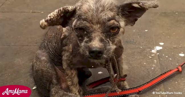 Pobre perrito estaba destinado a la eutanasia, pero asombrosa transformación prueba lo contrario