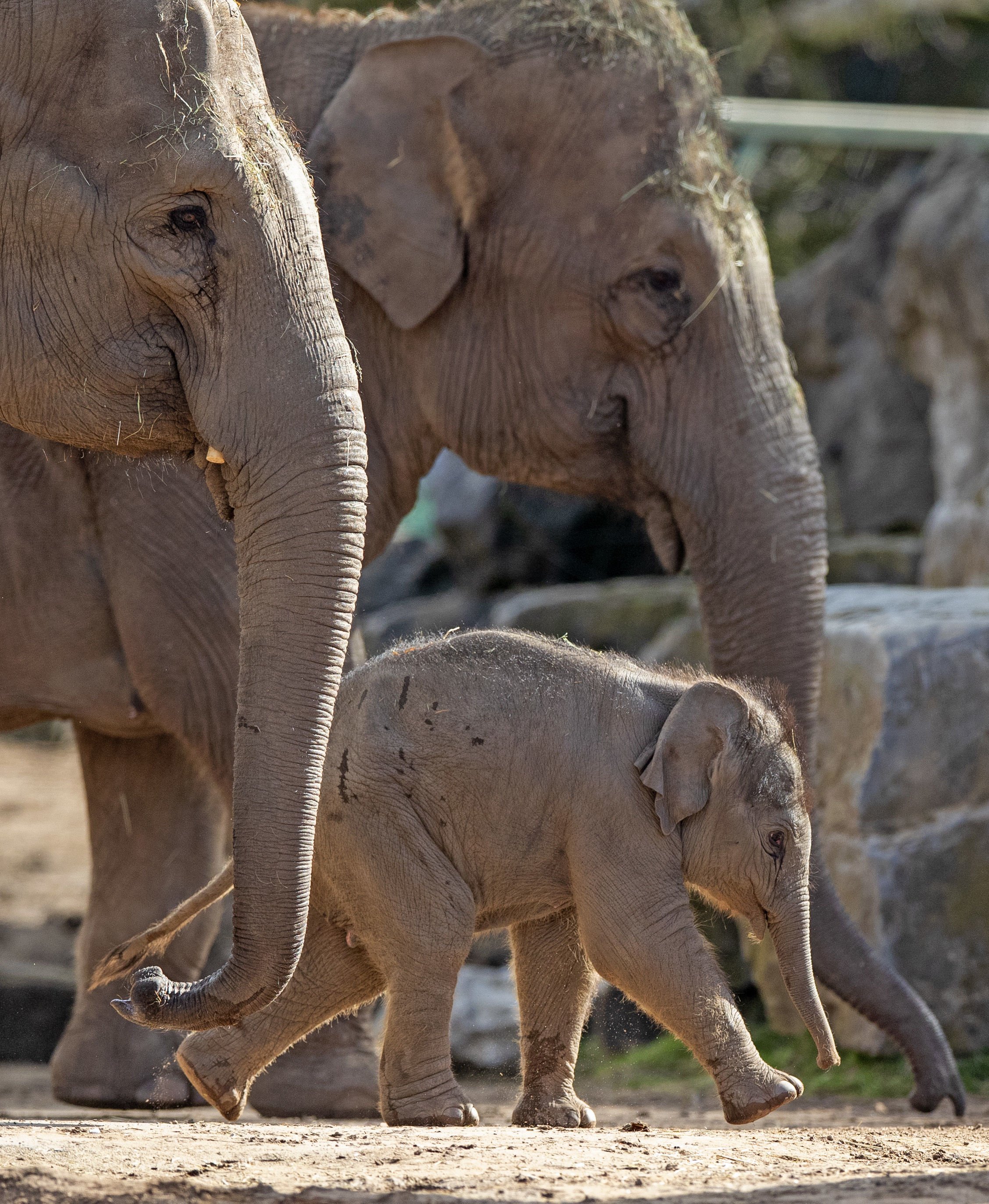 Bebé elefante debuta en público con su madre en el zoo de Chester, en febrero de 2020. │ Foto: Getty Images
