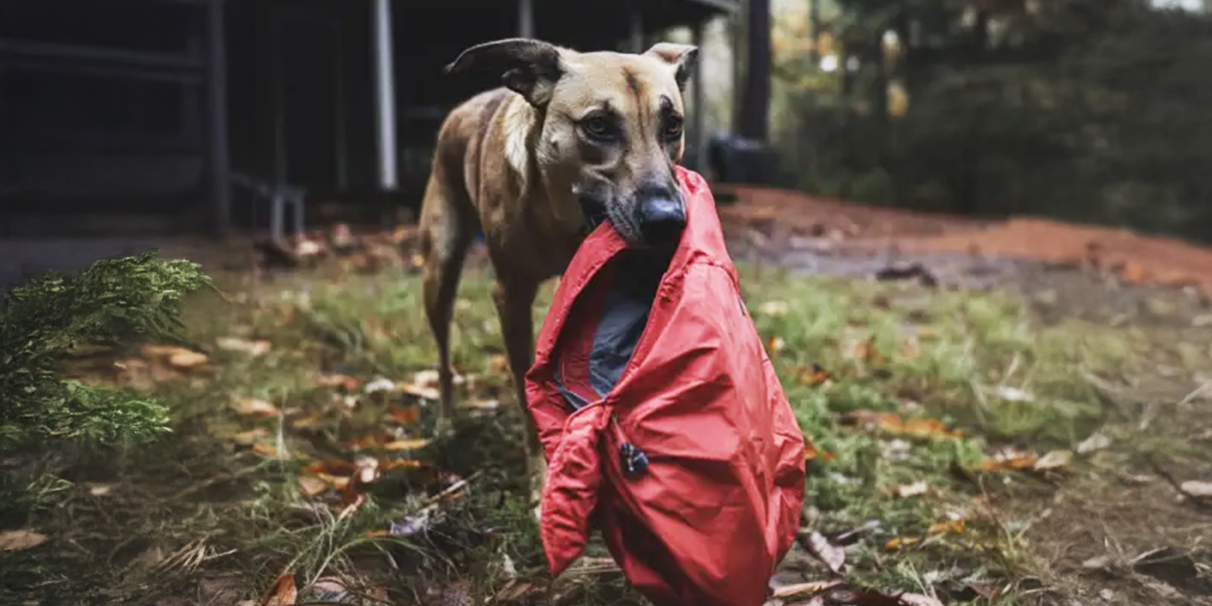 Un perro llevando una chaqueta | Fuente: AmoMama