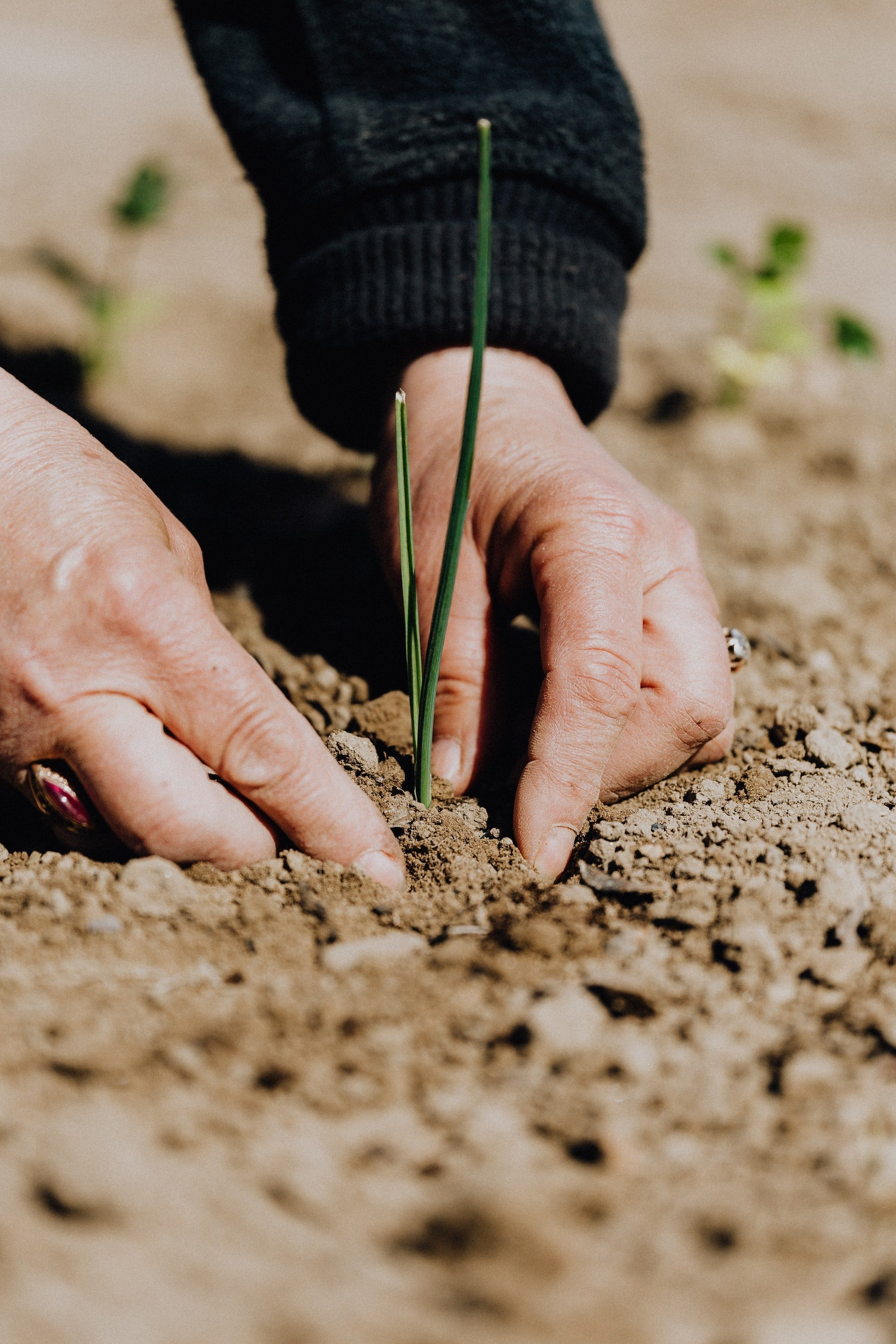 Un par de manos plantando | Fuente: Pexels