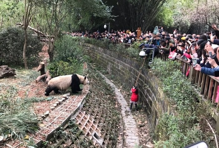 Una multitud miraba a la niña atrapada en el foso lleno de pandas | Foto: Twitter/Katykay2018