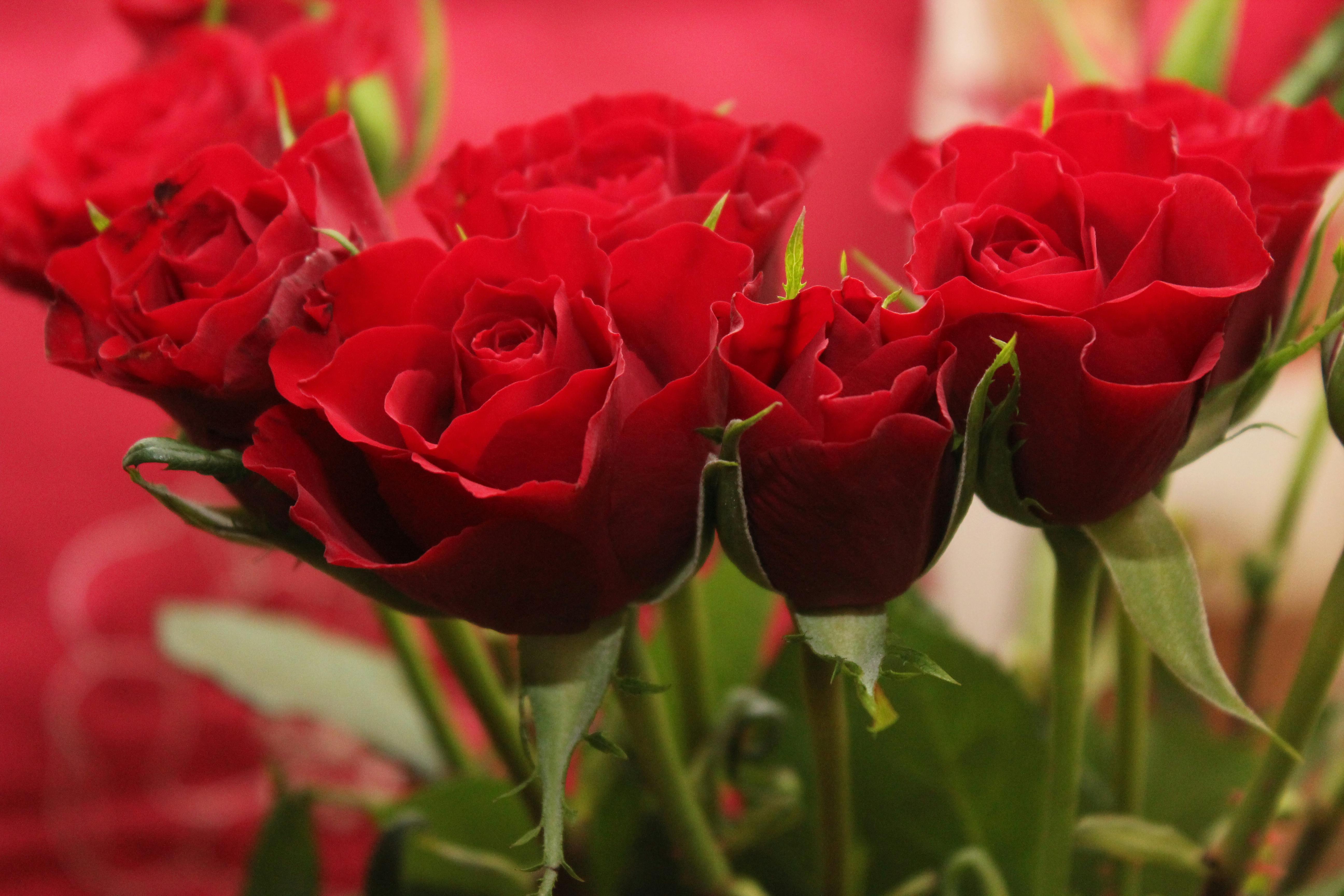 Ramo de rosas rojas | Fuente: Pexels