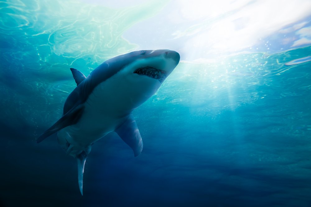 Tiburón navegando en las profundidades del océano. | Foto: Shutterstock