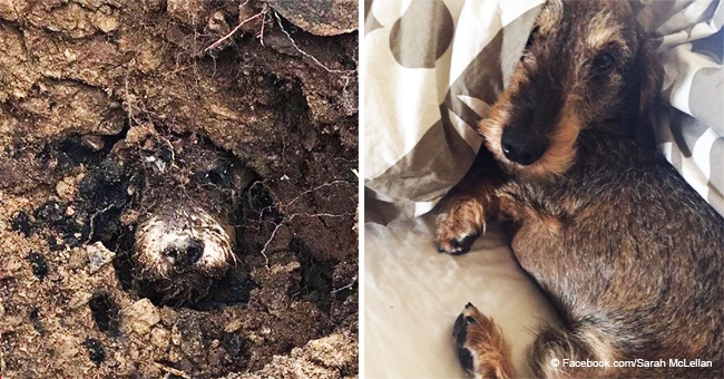 Perrito atrapado en una conejera por cinco días fue hallado con vida por su hermana