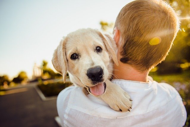 Un niño sostiene un cachorro sonriente. |  Foto: Pixabay