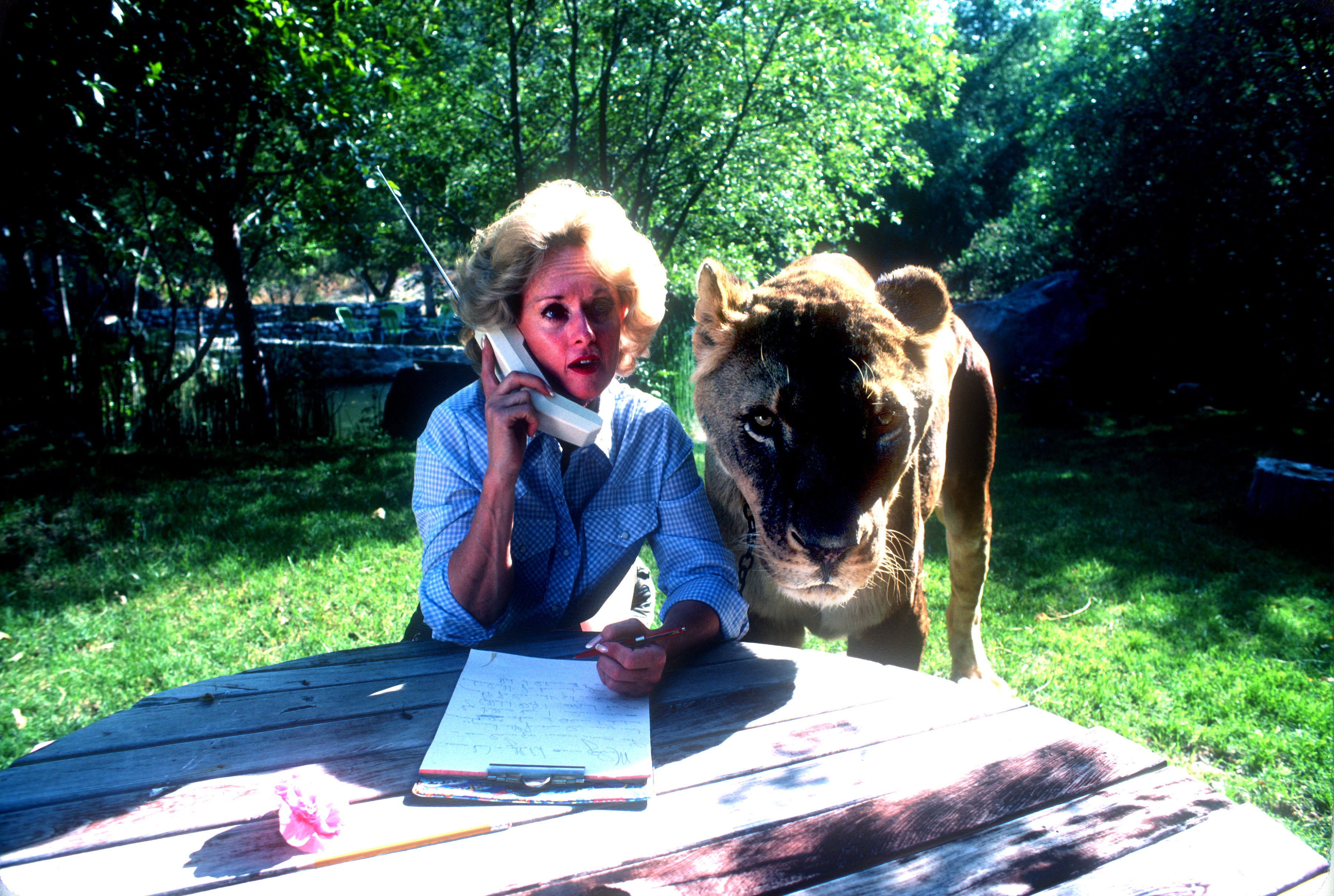 Tippi Hedren habla por teléfono móvil con un león hembra adulto a su lado en Saugus, California, el 16 de noviembre de 1983. | Fuente: Getty Images