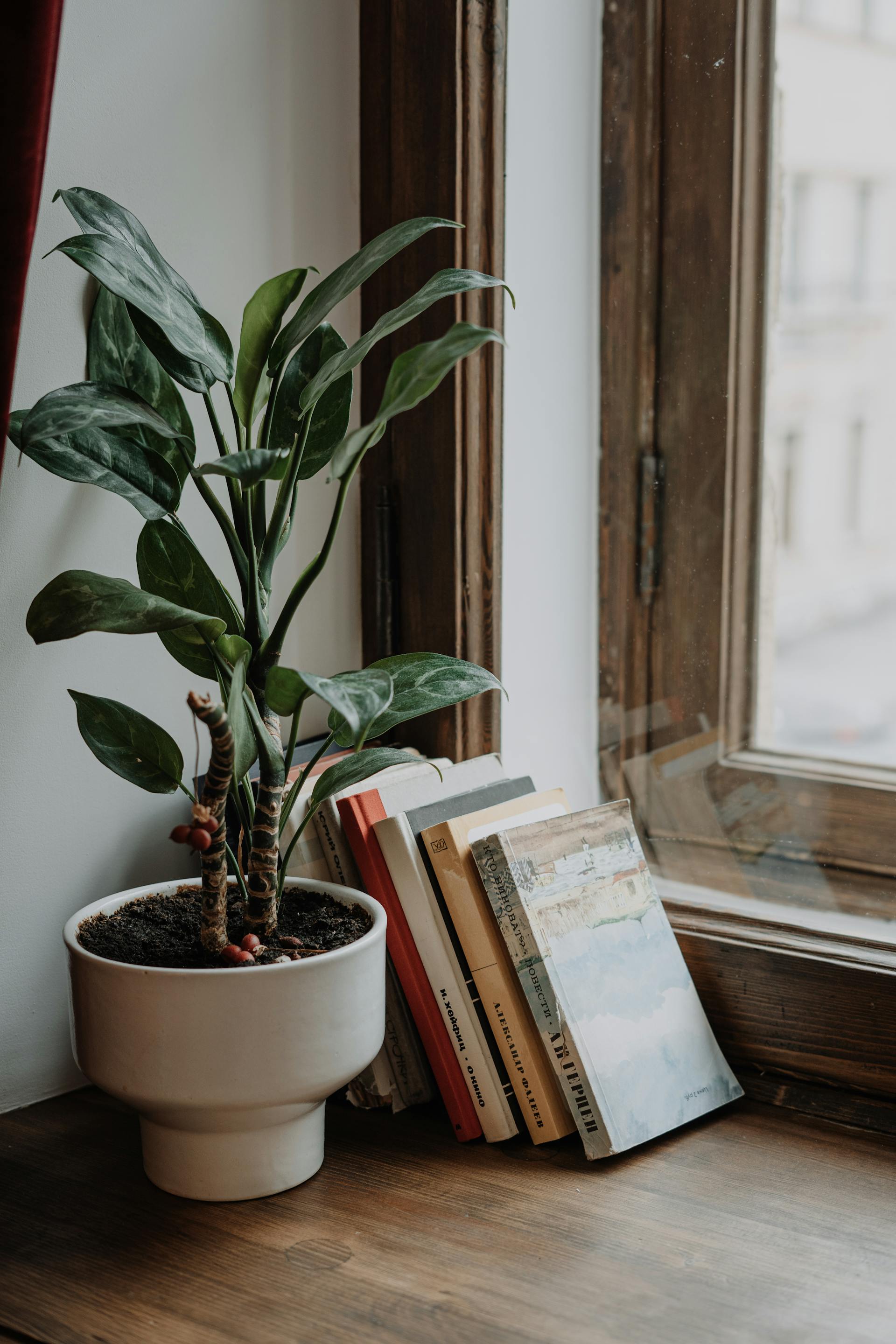 Una pianta in vaso e dei libri vicino alla finestra | Fonte: Pexels