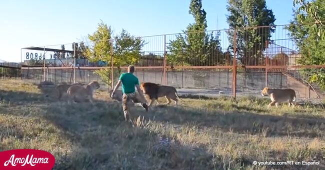 El video muestra a un intrépido hombre atacando a un grupo de 7 leones usando solo una chancla